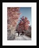 1950s 1960s Senior Couple Man Woman Walking Autumn Country Road by Anonymous