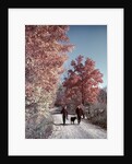 1950s 1960s Senior Couple Man Woman Walking Autumn Country Road by Anonymous