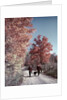 1950s 1960s Senior Couple Man Woman Walking Autumn Country Road by Anonymous