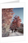 1950s 1960s Senior Couple Man Woman Walking Autumn Country Road by Anonymous