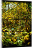 Tiffany Studios leaded glass window of a woodland scene by Anonymous