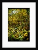 Tiffany Studios leaded glass window of a woodland scene by Anonymous