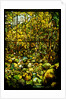 Tiffany Studios leaded glass window of a woodland scene by Anonymous