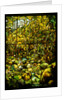 Tiffany Studios leaded glass window of a woodland scene by Anonymous
