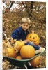 1980s Boy Setting In Wheel Barrow With Halloween Pumpkins Looking At Camera by Anonymous