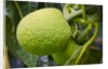 Fresh Green Breadfruit by Anonymous