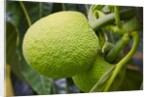 Fresh Green Breadfruit by Anonymous