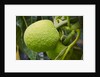 Fresh Green Breadfruit by Anonymous