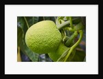 Fresh Green Breadfruit by Anonymous