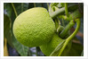 Fresh Green Breadfruit by Anonymous