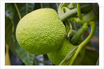 Fresh Green Breadfruit by Anonymous