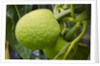 Fresh Green Breadfruit by Anonymous