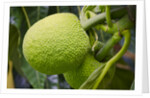 Fresh Green Breadfruit by Anonymous