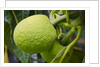 Fresh Green Breadfruit by Anonymous