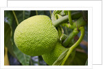 Fresh Green Breadfruit by Anonymous