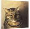 Tabby cat by Louis Wain