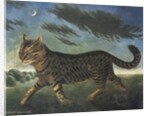 Tabby cat walking at night by Anonymous