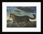 Tabby cat walking at night by Anonymous