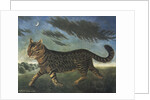 Tabby cat walking at night by Anonymous