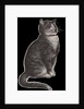 Dignified grey tabby cat by Corbis