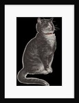 Dignified grey tabby cat by Anonymous