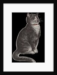 Dignified grey tabby cat by Corbis