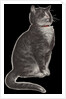 Dignified grey tabby cat by Anonymous