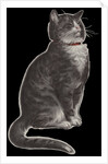 Dignified grey tabby cat by Corbis