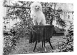 A shaggy looking dog awaits grooming on a table, ca. 1910 by Anonymous