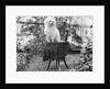 A shaggy looking dog awaits grooming on a table, ca. 1910 by Anonymous