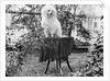 A shaggy looking dog awaits grooming on a table, ca. 1910 by Anonymous