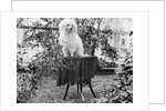 A shaggy looking dog awaits grooming on a table, ca. 1910 by Anonymous