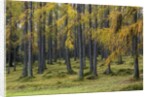 Autumn colors by Anonymous