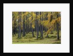 Autumn colors by Anonymous