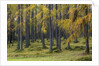 Autumn colors by Anonymous