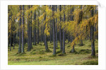 Autumn colors by Anonymous