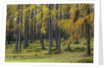 Autumn colors by Anonymous