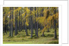 Autumn colors by Anonymous