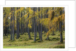 Autumn colors by Anonymous