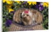 cute Yorkshire Terrier Dog With Red Ribbon In Hair Sitting In Antique Fishing Kreel Woven Wicker Basket by Anonymous