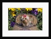 cute Yorkshire Terrier Dog With Red Ribbon In Hair Sitting In Antique Fishing Kreel Woven Wicker Basket by Anonymous