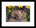 cute Yorkshire Terrier Dog With Red Ribbon In Hair Sitting In Antique Fishing Kreel Woven Wicker Basket by Anonymous