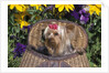 cute Yorkshire Terrier Dog With Red Ribbon In Hair Sitting In Antique Fishing Kreel Woven Wicker Basket by Anonymous