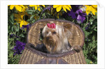 cute Yorkshire Terrier Dog With Red Ribbon In Hair Sitting In Antique Fishing Kreel Woven Wicker Basket by Anonymous
