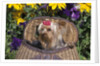 cute Yorkshire Terrier Dog With Red Ribbon In Hair Sitting In Antique Fishing Kreel Woven Wicker Basket by Anonymous