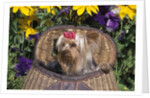 cute Yorkshire Terrier Dog With Red Ribbon In Hair Sitting In Antique Fishing Kreel Woven Wicker Basket by Anonymous