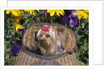 cute Yorkshire Terrier Dog With Red Ribbon In Hair Sitting In Antique Fishing Kreel Woven Wicker Basket by Anonymous