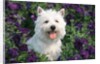 west Highland Terrier Sitting In Petunias by Anonymous