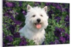 west Highland Terrier Sitting In Petunias by Anonymous