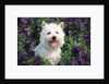 west Highland Terrier Sitting In Petunias by Anonymous